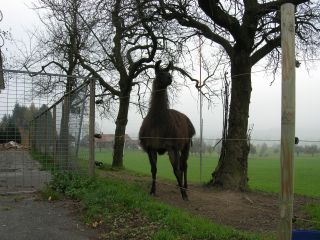 Neugierige Zuschauer