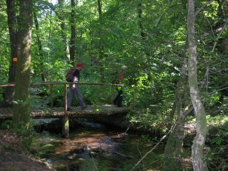 Bach im Wald