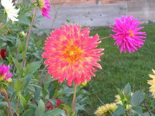 Blumen am Wege