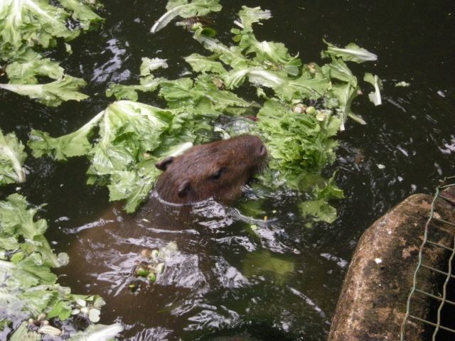 Burgers'Zoo: Im Wasser