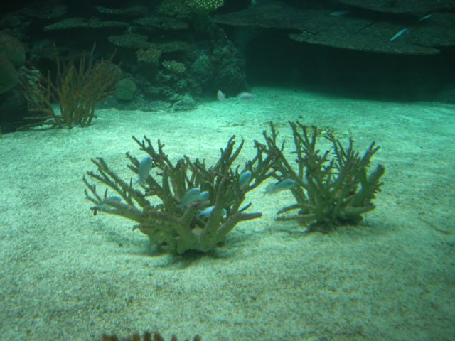Burgers'Zoo: Unter Wasser
