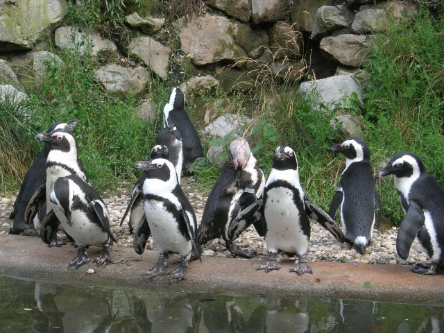 Burgers'Zoo: Ueber Wasser