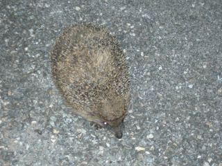 Igel