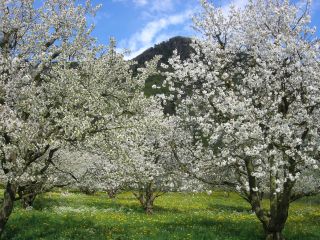 Kirschblütenzauber