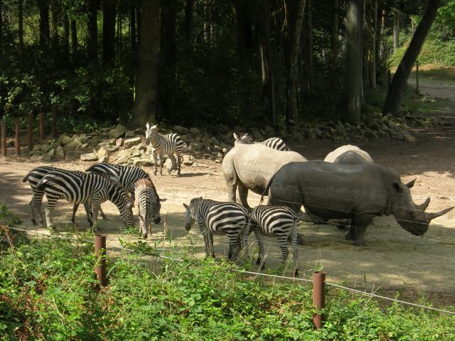 Burgers'Zoo: Zebras und Nashörner