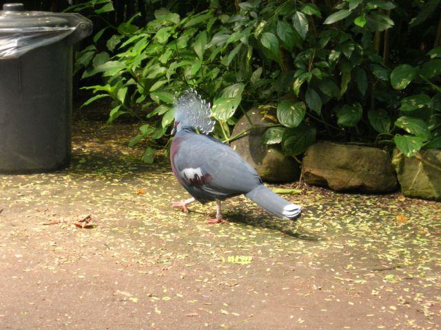Burgers'Zoo: Vogel