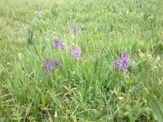 Blumen im Land an der Reuss