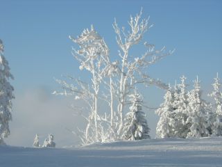Gefrorene Bäume