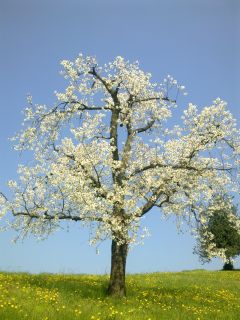 Blühender Kirschbaum
