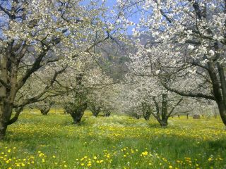 Noch mehr blühende Kirschbäume
