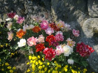 Leuchtende Blumen
