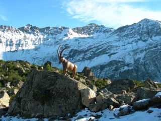 Steinbock