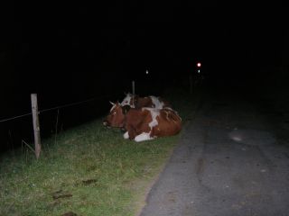 Nachtkühe