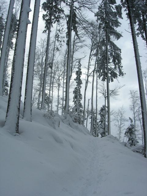 Verschneiter Wald