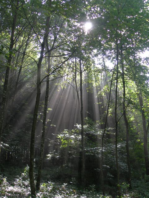 Sonnenstrahlen im sich auflösenden Nebel