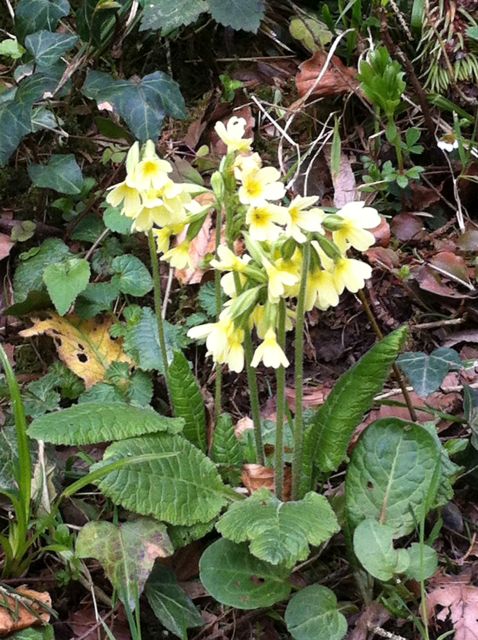 Schlüsselblumen